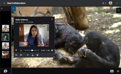 A VoiceThread titled Real Collaboration showing a webcam comment playing and an annotation over a video showing three chimpanzees grooming each other