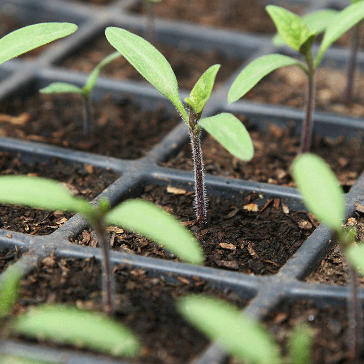 some small seedlings beginning to grow some small seedlings beginning to grow